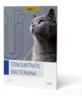 You are currently viewing Conjuntivite Bacteriana