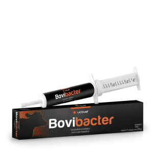 Bovibacter