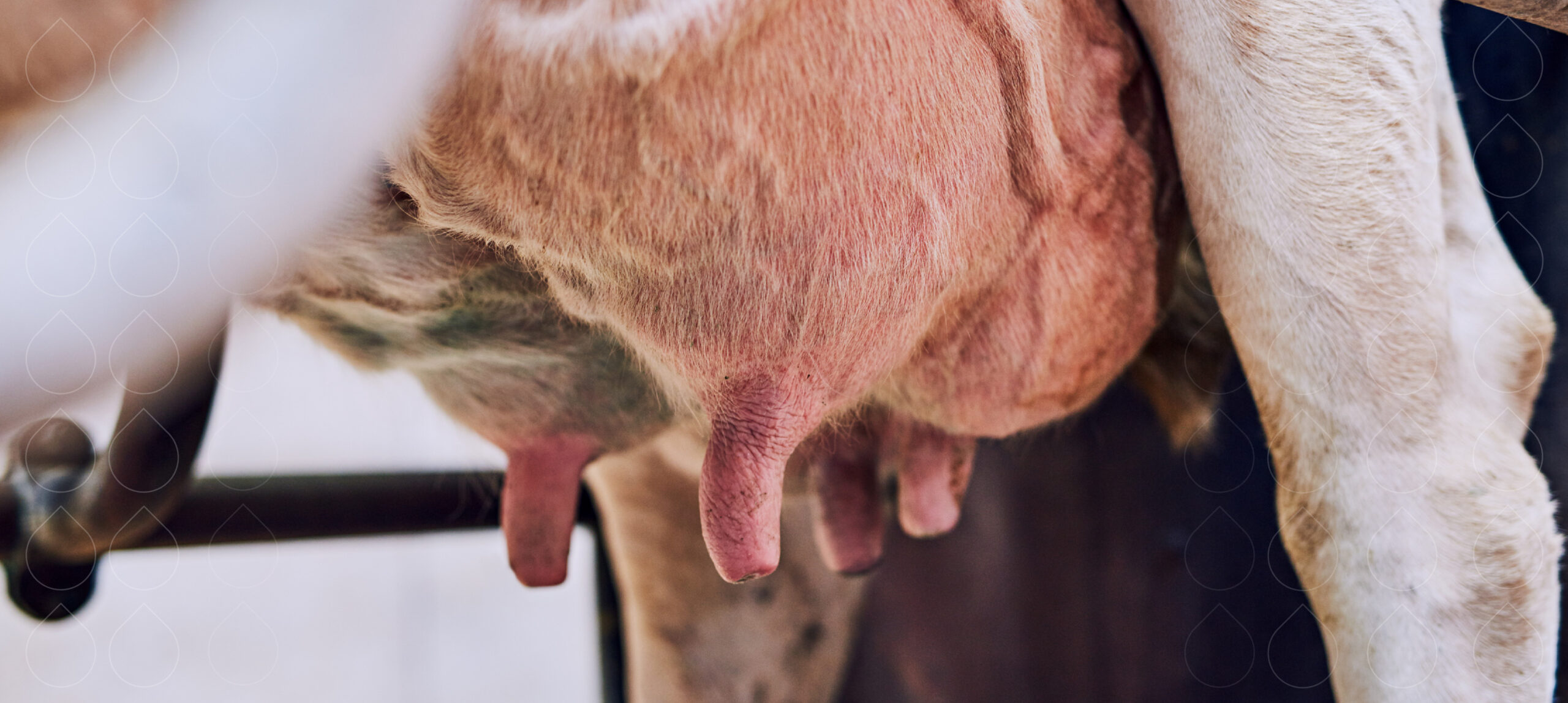 Thumbnail_Blog_Mastite01_1160x520px_1124