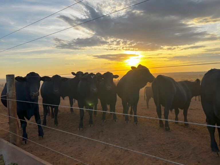 ganho médio diário