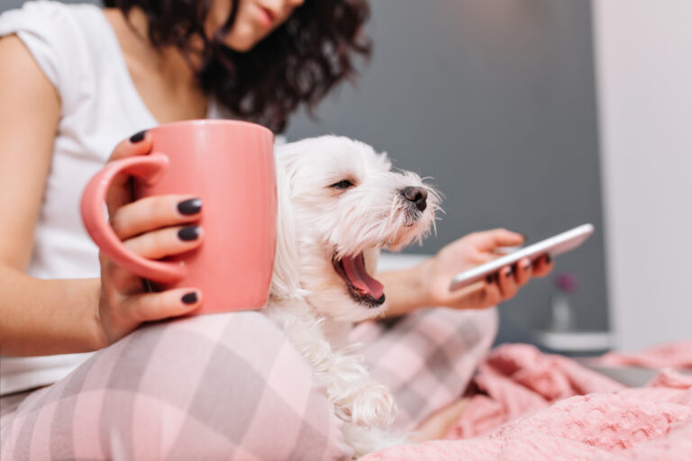 humanização de animais de estimação