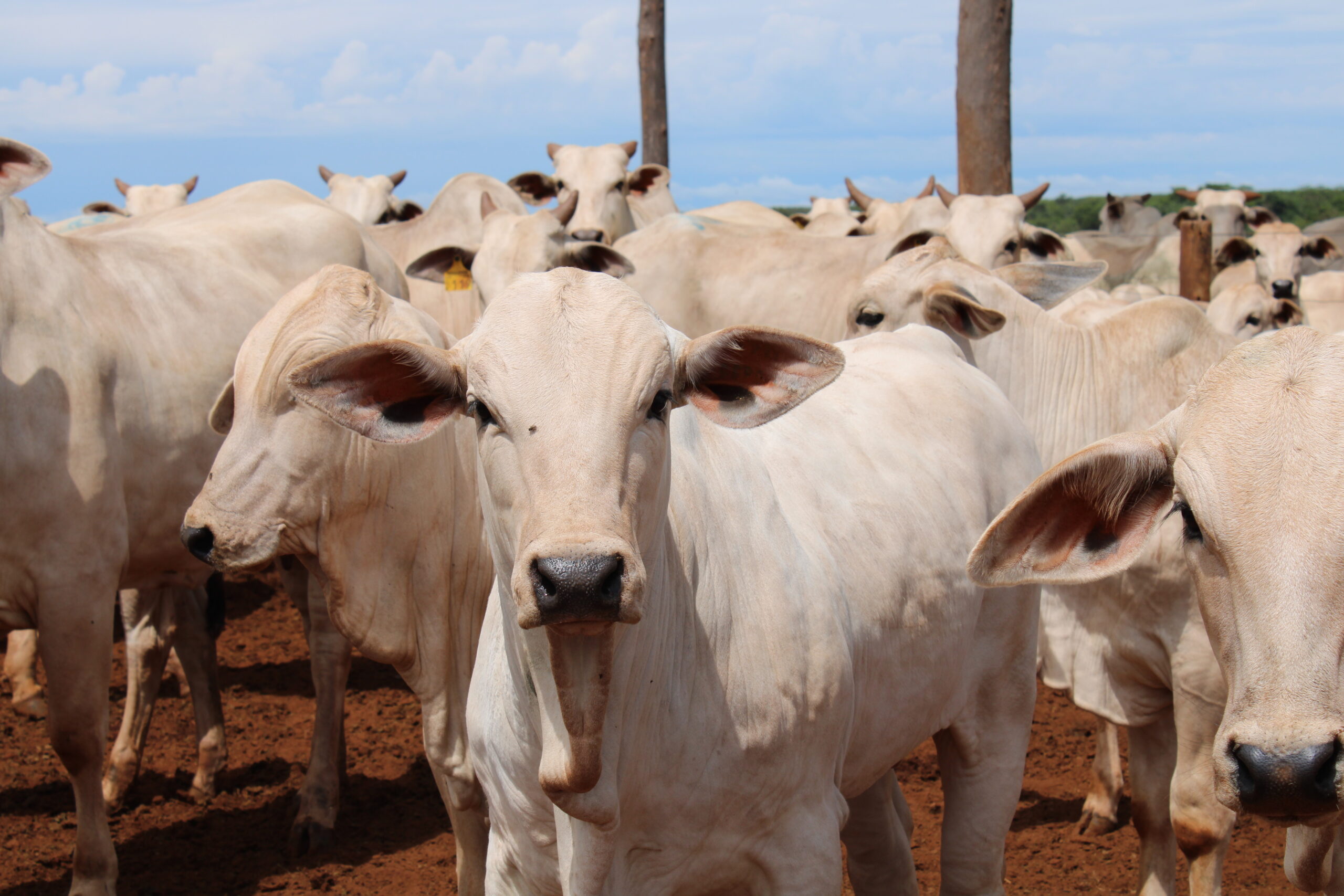 Indicadores do mercado agropecuário